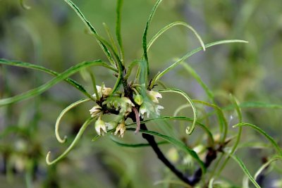 Rhamnus frangula 'Asplenifolia' - řešetlák - listy a květenství